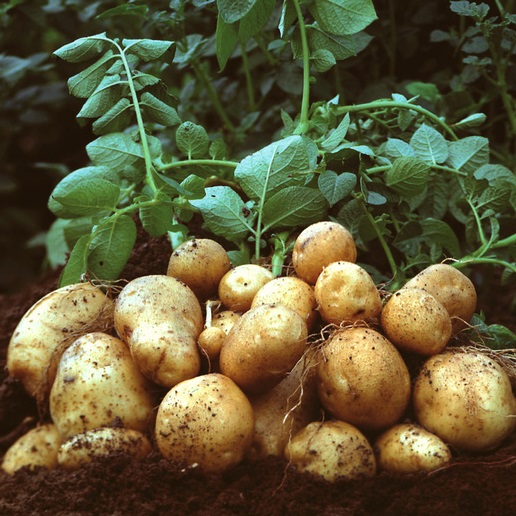 Cây khoai tây