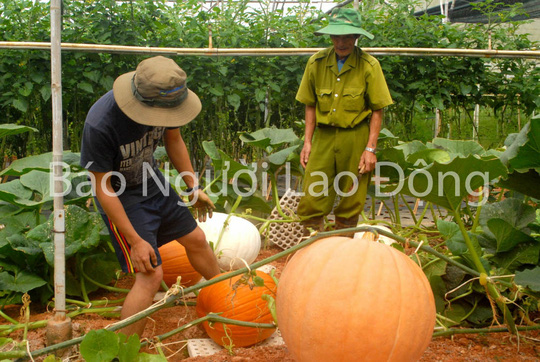 bí ngô khổng lồ 