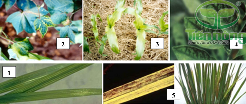 Biểu hiện thiếu mangan: 1- trên lá lúa; 2- trên lá cây bông; 3- trên cây ngô;  4- trên lá cây có múi; 5- ngộ độc mangan trên lá lúa