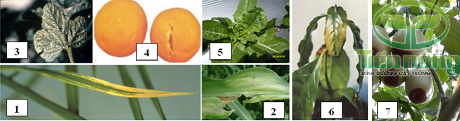 Biểu hiện thiếu Canxi: 1- trên lá lúa; 2- trên lá ngô; 3- trên lá cây đậu tương; 4- trên quả cam; 5- trên cây rau diếp; 6- trên cây cà phê; 7- trên quả cà chua