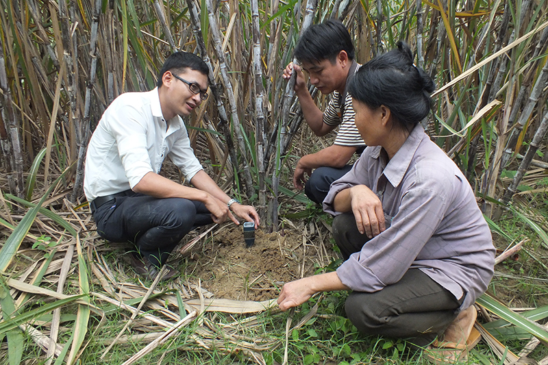 giải pháp bón phân cho cây mía