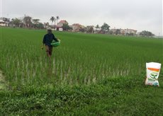 trồng và chăm sóc lúa