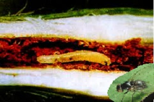 Dòi đục đậu (Agromyziidae -D iptera)