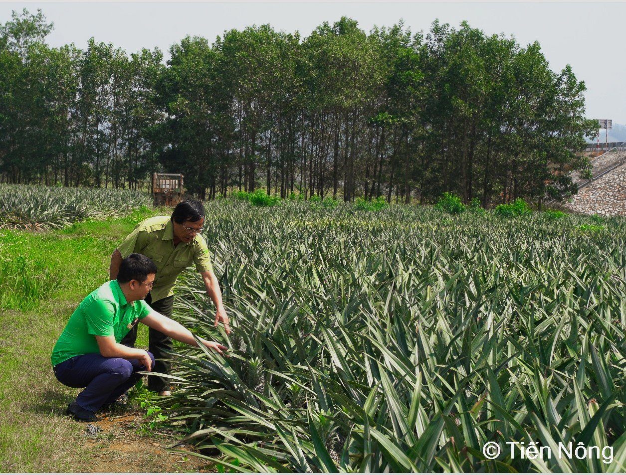 Nông dân Tiến Nông – Làm giàu từ cây Dứa